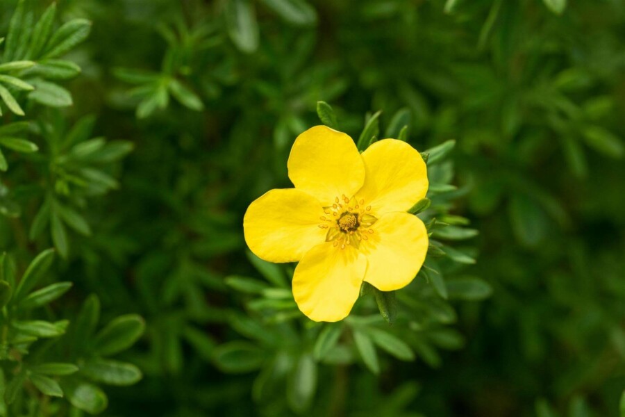 Fingerstrauch Potentilla fruticosa 'Goldfinger' strauch 30-40 C2 Potentilla fruticosa 'Goldfinger' Strauch 30-40 cm