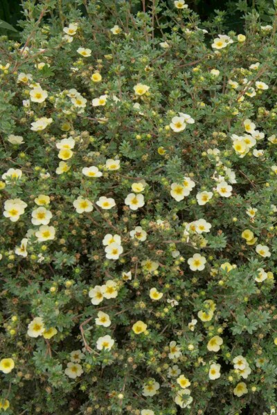 Fingerstrauch Potentilla fruticosa 'Limelight' strauch 15-20 C1,5 Potentilla fruticosa 'Limelight' Strauch 15-20 cm