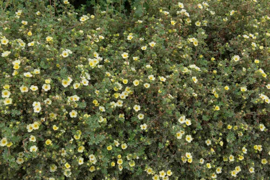 Fingerstrauch Potentilla fruticosa 'Limelight' strauch 15-20 C1,5 Potentilla fruticosa 'Limelight' Strauch 15-20 cm