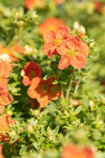 Fingerstrauch Potentilla fruticosa 'Red Ace' strauch 15-20 C1,5 Potentilla fruticosa 'Red Ace' Strauch 15-20 cm