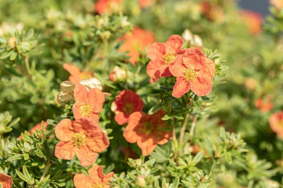 Fingerstrauch Potentilla fruticosa 'Red Ace' strauch 15-20 C1,5 Potentilla fruticosa 'Red Ace' Strauch 15-20 cm