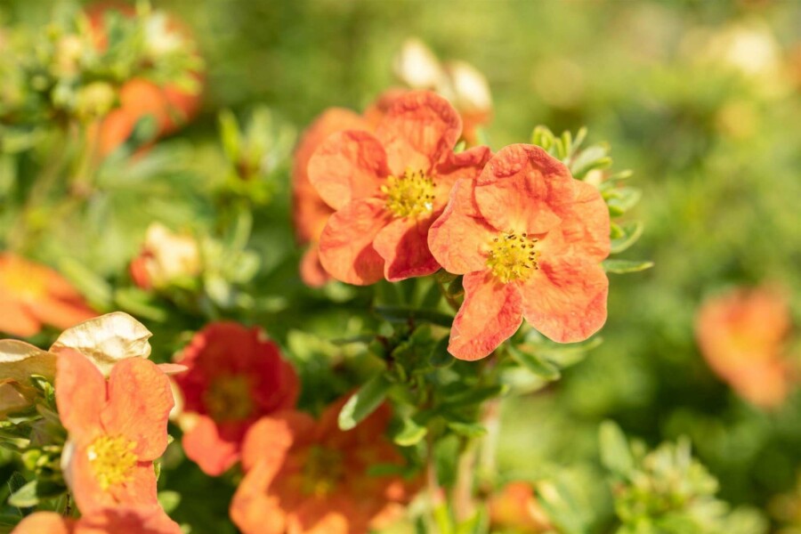 Fingerstrauch Potentilla fruticosa 'Red Ace' strauch 40-60 C10 Potentilla fruticosa 'Red Ace' Strauch 40-60 cm