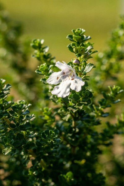 Prostanthera cuneata C1,5 20-25