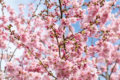 Prunus 'Accolade'