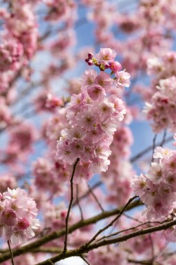Prunus 'Accolade'