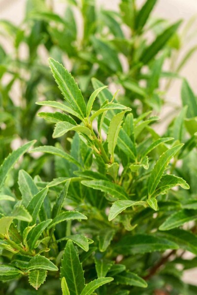 Kirschlorbeer Prunus laurocerasus 'Sofia' strauch 25-30 C3 Prunus laurocerasus 'Sofia' Strauch 25-30 cm