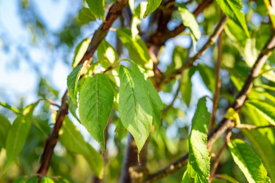 Tibetische kirsche Prunus serrula strauch 125-150 C20 Prunus serrula Strauch 125-150 cm