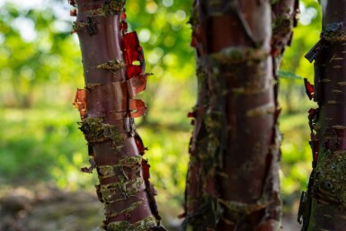 Tibetische kirsche Prunus serrula strauch 125-150 C20 Prunus serrula Strauch 125-150 cm