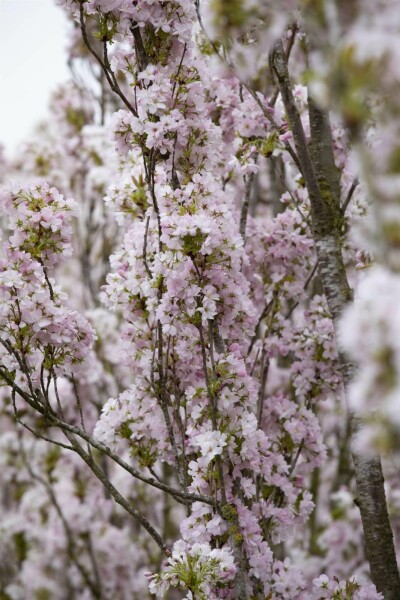 Säulenkirsche Prunus serrulata 'Amanogawa' strauch 150-175 C7,5 Prunus serrulata 'Amanogawa' Strauch 150-175 cm
