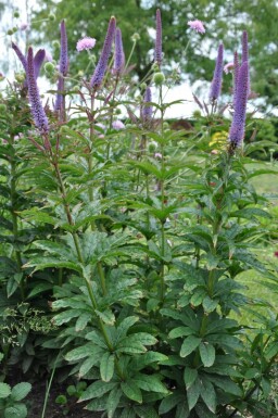 Kandelaber-Ehrenpreis Veronicastrum sibiricum 'Red Arrows' 5-10 Topf 9x9 cm (P9) Veronicastrum sibiricum 'Red Arrows'