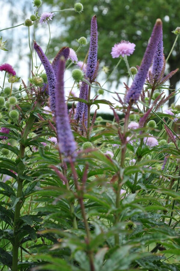 Kandelaber-Ehrenpreis Veronicastrum sibiricum 'Red Arrows' 5-10 Topf 9x9 cm (P9) Veronicastrum sibiricum 'Red Arrows'