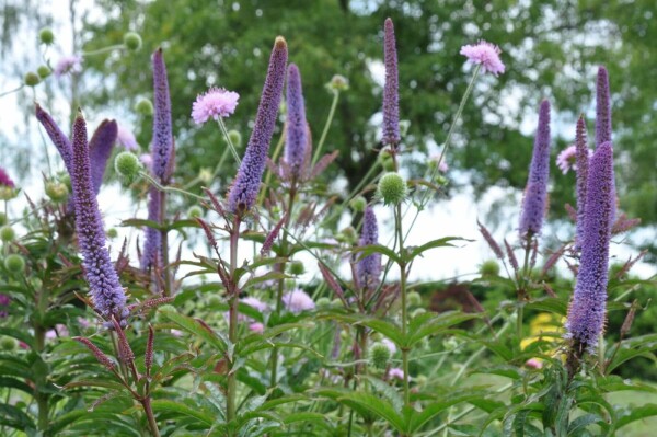 KandelaberEhrenpreis Veronicastrum sibiricum 'Red Arrows' 510 Topf
