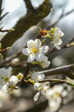 Schlehe Prunus spinosa strauch 100-125 C7,5 Prunus spinosa Strauch 100-125 cm