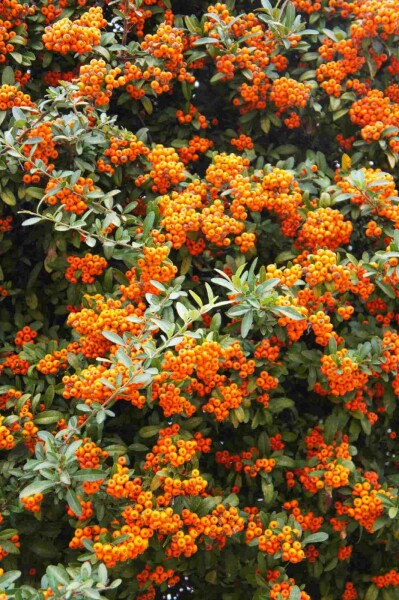 Feuerdorn Pyracantha 'Red Cushion' strauch 20-25 p13 Pyracantha 'Red Cushion' Strauch 20-25 cm