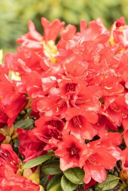 Zwergrhododendron 'Baden Baden' Rhododendron 'Baden-Baden' strauch Rhododendron 'Baden-Baden' Strauch