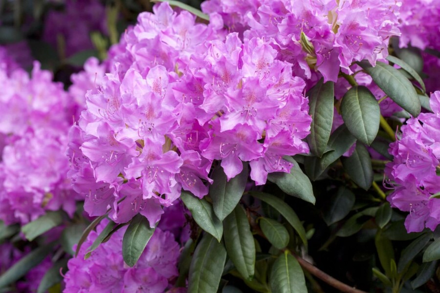 Rhododendron Rhododendron catawbiense 'Boursault' strauch 40-45 C5 Rhododendron catawbiense 'Boursault' Strauch 40-45 cm