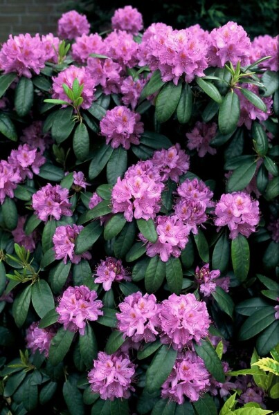 Catawba-Rhododendron 'Grandiflorum' Rhododendron 'Catawbiense grandiflorum' strauch 50-60 C7,5 Rhododendron 'Catawbiense grandiflorum' Strauch 50-60 cm