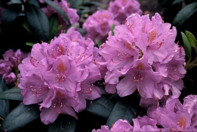 Catawba-Rhododendron 'Grandiflorum' Rhododendron 'Catawbiense grandiflorum' strauch 40-50 C5 Rhododendron 'Catawbiense grandiflorum' Strauch 40-50 cm