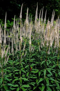 Kandelaber-Ehrenpreis Veronicastrum virginicum 'Pink Glow' 5-10 Topf 9x9 cm (P9)