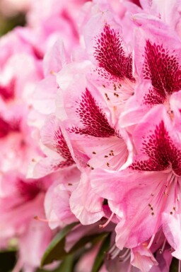Alpenrose Rhododendron 'Cosmopolitan' strauch 40-50 C5 Rhododendron 'Cosmopolitan' Strauch 40-50 cm