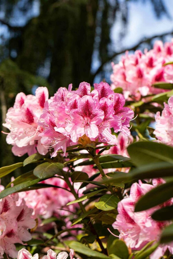 Alpenrose Rhododendron 'Cosmopolitan' strauch 50-60 C15 Rhododendron 'Cosmopolitan' Strauch 50-60 cm