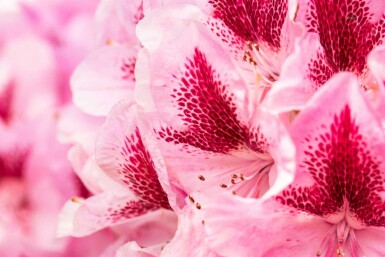 Alpenrose Rhododendron 'Cosmopolitan' strauch 50-60 C15 Rhododendron 'Cosmopolitan' Strauch 50-60 cm