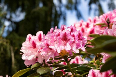 Alpenrose Rhododendron 'Cosmopolitan' strauch 50-60 C15 Rhododendron 'Cosmopolitan' Strauch 50-60 cm