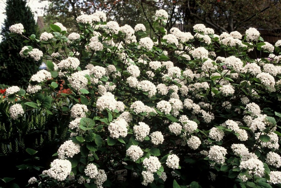 Korea-Duft-Schneeball Viburnum carlesii Strauch 40-50 Topf 12 ltr. (C12) Viburnum carlesii Strauch 40-50 cm