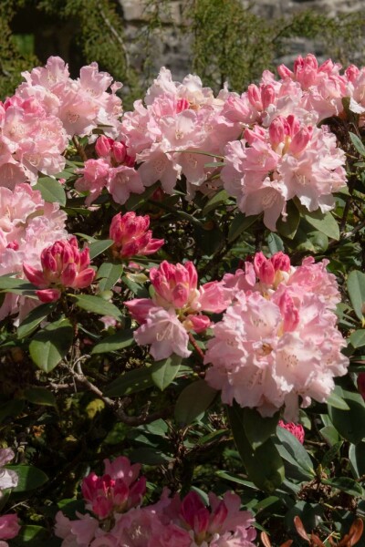 Alpenrose Rhododendron 'Dreamland' strauch 25-30 C5 Rhododendron 'Dreamland' Strauch 25-30 cm