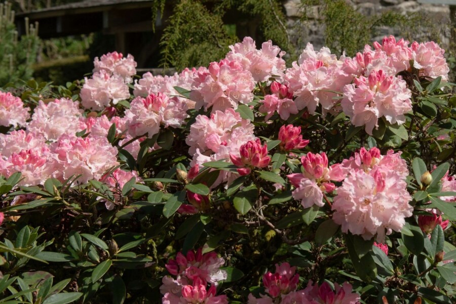 Alpenrose Rhododendron 'Dreamland' strauch 25-30 C5 Rhododendron 'Dreamland' Strauch 25-30 cm