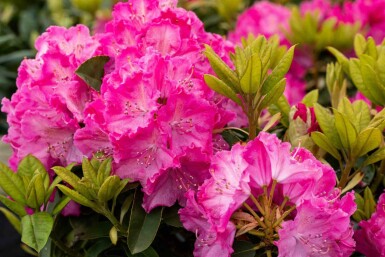 Alpenrose Rhododendron 'Germania' strauch 30-40 C5 Rhododendron 'Germania' Strauch 30-40 cm