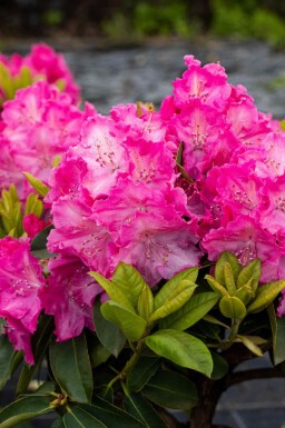 Alpenrose Rhododendron 'Germania' strauch 30-40 C5 Rhododendron 'Germania' Strauch 30-40 cm