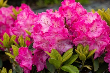 Alpenrose Rhododendron 'Germania' strauch 30-40 C5 Rhododendron 'Germania' Strauch 30-40 cm