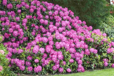 Alpenrose Rhododendron 'Germania' strauch 40-50 C5 Rhododendron 'Germania' Strauch 40-50 cm