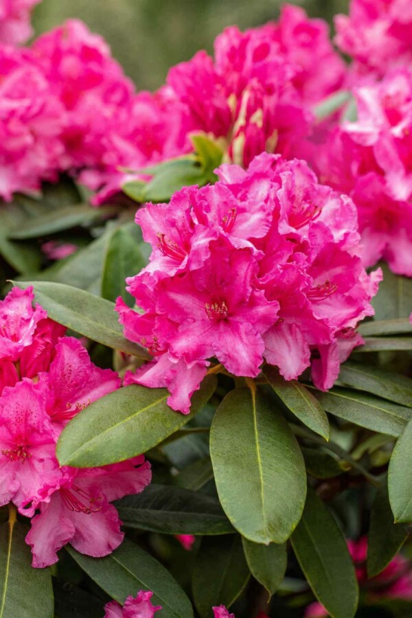 Alpenrose Rhododendron 'Germania' strauch 40-50 C10 Rhododendron 'Germania' Strauch 40-50 cm