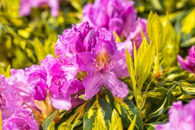 Alpenrose Rhododendron 'Goldflimmer' strauch 40-45 C5 Rhododendron 'Goldflimmer' Strauch 40-45 cm