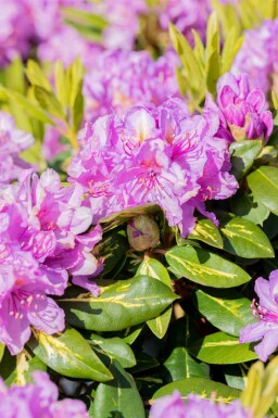 Alpenrose Rhododendron 'Goldflimmer' strauch 40-45 C5 Rhododendron 'Goldflimmer' Strauch 40-45 cm