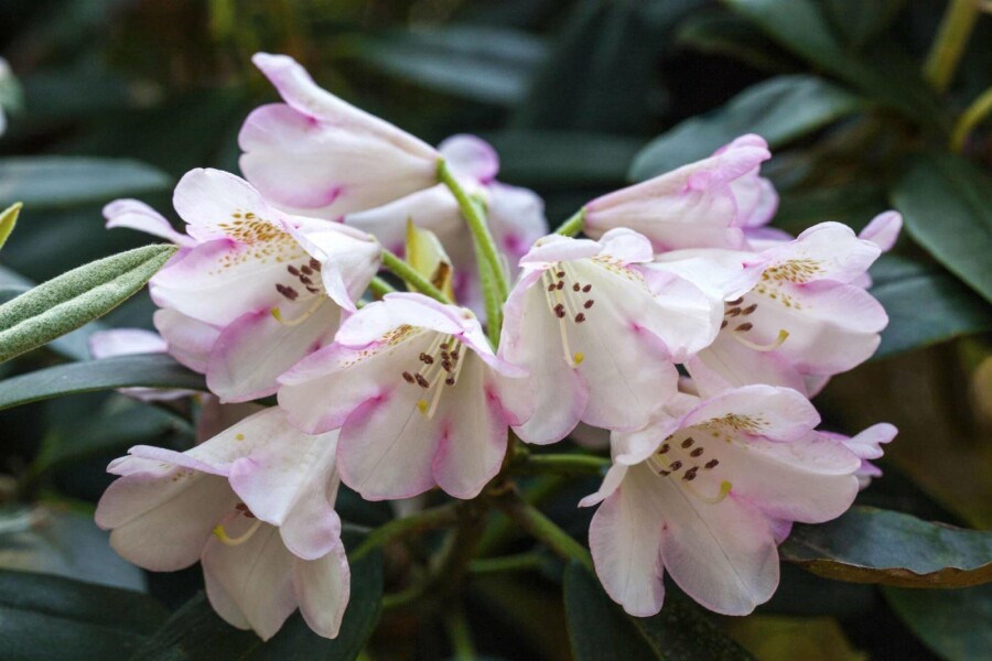 Alpenrose Rhododendron 'Gomer Waterer' strauch 40-50 C5 Rhododendron 'Gomer Waterer' Strauch 40-50 cm