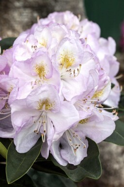 Alpenrose Rhododendron 'Gomer Waterer' strauch 40-50 C5 Rhododendron 'Gomer Waterer' Strauch 40-50 cm
