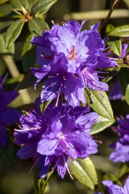 Zwergrhododendron Rhododendron impeditum strauch Rhododendron impeditum Strauch