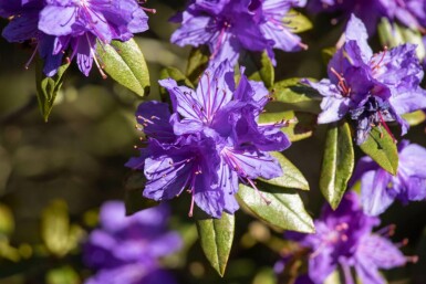 Zwergrhododendron Rhododendron impeditum strauch Rhododendron impeditum Strauch