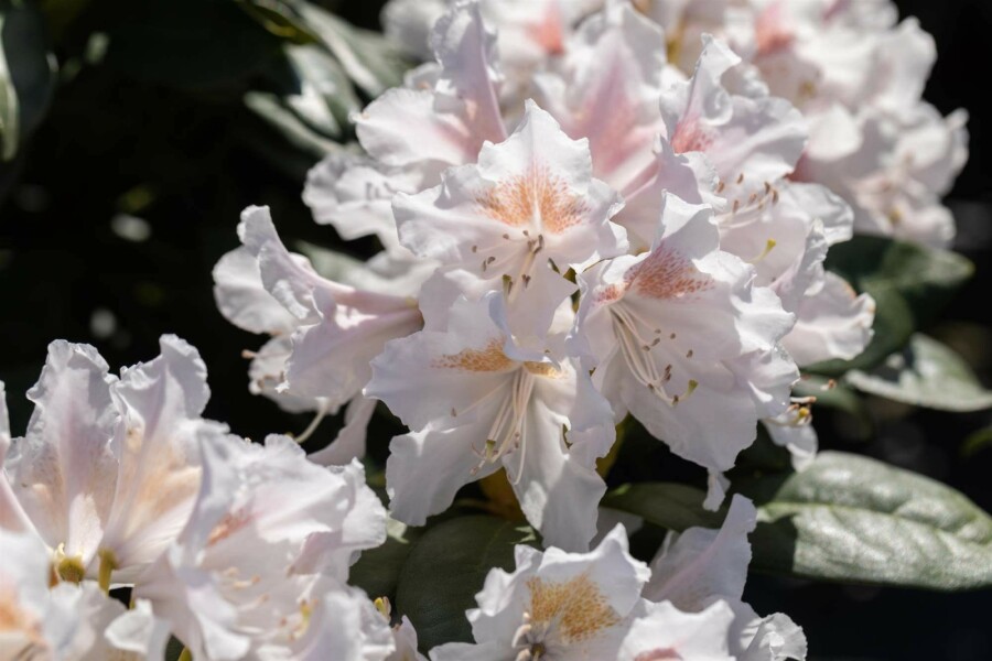 Alpenrose Rhododendron 'Madame Masson' strauch 35-45 C5 Rhododendron 'Madame Masson' Strauch 35-45 cm