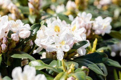 Alpenrose Rhododendron 'Madame Masson' strauch 35-45 C5 Rhododendron 'Madame Masson' Strauch 35-45 cm