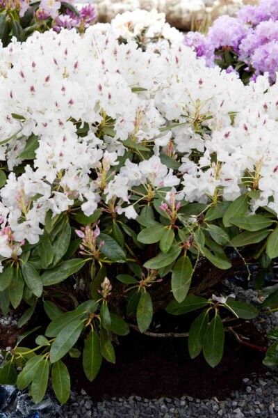 Alpenrose Rhododendron 'Madame Masson' strauch 30-40 C5 Rhododendron 'Madame Masson' Strauch 30-40 cm