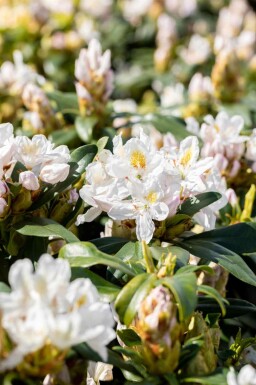 Alpenrose Rhododendron 'Madame Masson' strauch 30-40 C5 Rhododendron 'Madame Masson' Strauch 30-40 cm