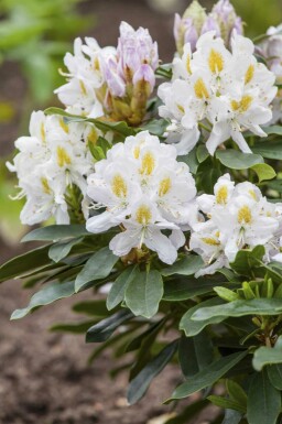 Alpenrose Rhododendron 'Madame Masson' strauch 30-40 C5 Rhododendron 'Madame Masson' Strauch 30-40 cm