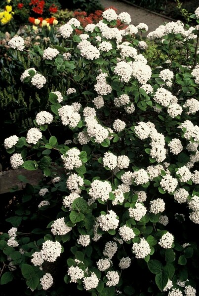 Korea-Duft-Schneeball Viburnum carlesii Strauch 40-50 Topf 3 ltr. (C3) Viburnum carlesii Strauch 40-50 cm