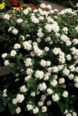 Korea-Duft-Schneeball Viburnum carlesii Strauch 40-50 Topf 3 ltr. (C3) Viburnum carlesii Strauch 40-50 cm