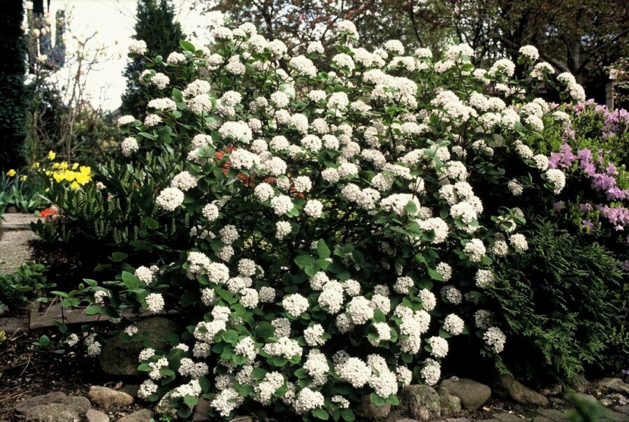 Korea-Duft-Schneeball Viburnum carlesii Strauch 40-50 Topf 3 ltr. (C3) Viburnum carlesii Strauch 40-50 cm