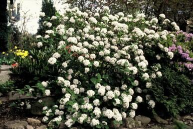 Korea-Duft-Schneeball Viburnum carlesii Strauch 40-50 Topf 3 ltr. (C3) Viburnum carlesii Strauch 40-50 cm